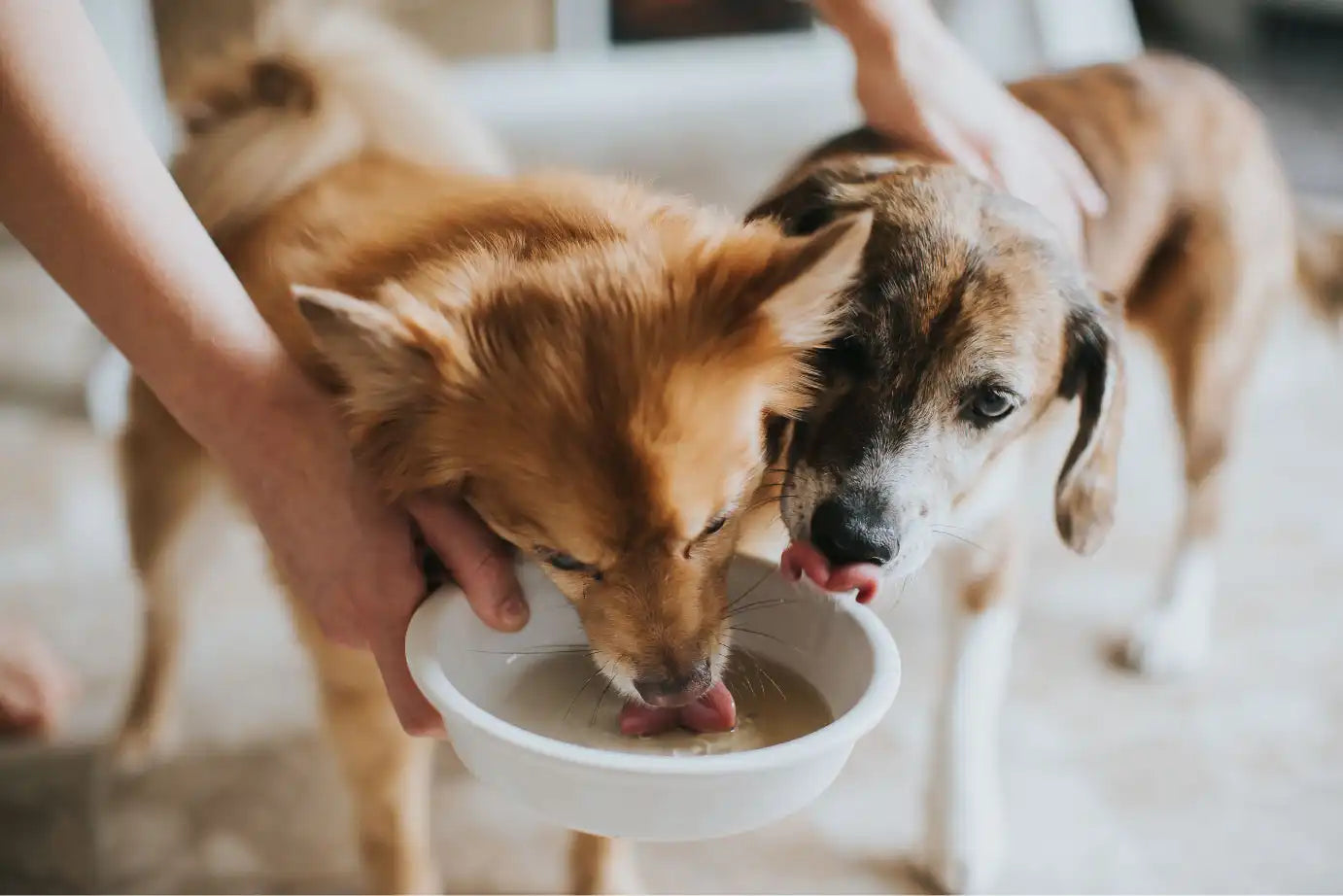 Crude Carnivore Turkey Bone Broth